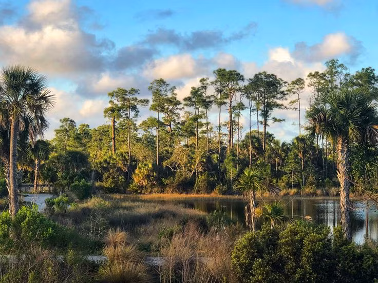  14. Vườn quốc gia Everglades (Florida). Thành lập: 1947. Đặc điểm nổi bật: Là hệ thống đầm lầy lớn nhất Bắc Mỹ, VQG Everglades là nơi sinh sống của nhiều loài động vật hoang dã như cá sấu, báo Florida và các loài chim đặc trưng. Ảnh: Pinterest.