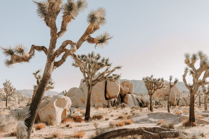  15. Vườn quốc gia Joshua Tree (California). Thành lập: 1994. Đặc điểm nổi bật: Với những cây Joshua đặc trưng và cảnh quan sa mạc độc đáo, VQG Joshua Tree là điểm đến lý tưởng cho người yêu thiên nhiên và các nghệ sĩ nhiếp ảnh. Ảnh: Pinterest.