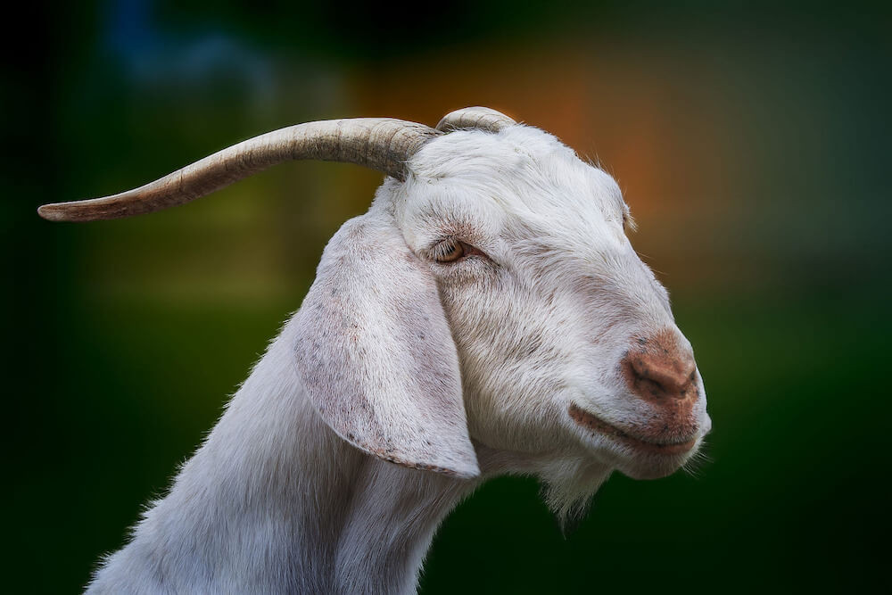 Trong lúc tận hưởng hạnh phúc và thành công, tuổi Mùi cũng nên giữ vững lập trường và cá tính riêng. Hãy học cách cân bằng giữa tình yêu và sự nghiệp, theo đuổi sở thích cá nhân để cuộc sống thêm phong phú và đa dạng. Bên cạnh đó, tuổi Mùi cũng nên quan tâm đến sức khỏe thể chất và tinh thần, giữ tinh thần lạc quan để vượt qua mọi thử thách và khó khăn trong cuộc sống.