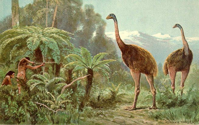  2. Chim Moa (Dinornithiformes). Nơi sống: New Zealand. Tuyệt chủng: Cuối thế kỷ 15. Nguyên nhân: Những con chim khổng lồ này bị thổ dân Maori săn bắt làm thực phẩm. Chúng không có kẻ thù tự nhiên trước khi con người đến, nên bị săn lùng đến tuyệt chủng. Ảnh: Pinterest.
