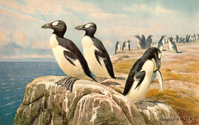  7. Chim cánh cụt lớn Auk (Pinguinus impennis). Nơi sống: Bắc Đại Tây Dương. Tuyệt chủng: Giữa thế kỷ 19. Nguyên nhân: Chim cánh cụt lớn Auk bị săn bắt để lấy thịt, trứng và lông. Sự săn lùng quá mức đã dẫn đến sự tuyệt chủng của chúng. Ảnh: Pinterest.