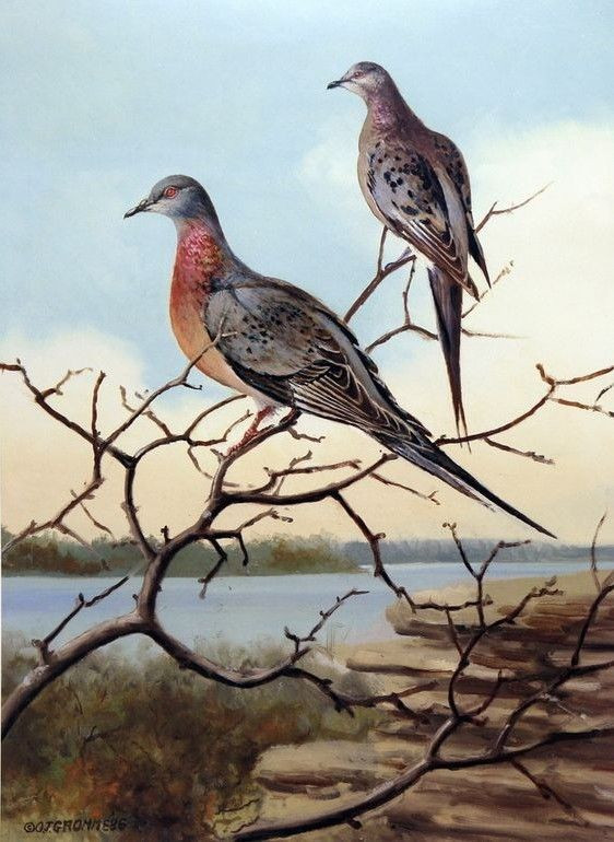  6. Chim bồ câu viễn khách (Ectopistes migratorius). Nơi sống: Bắc Mỹ. Tuyệt chủng: 1914. Nguyên nhân: Chim bồ câu viễn khách này từng là loài chim đông đảo nhất thế giới, nhưng bị săn bắt quá mức làm thực phẩm và mất môi trường sống dẫn đến tuyệt chủng. Ảnh: Pinterest.