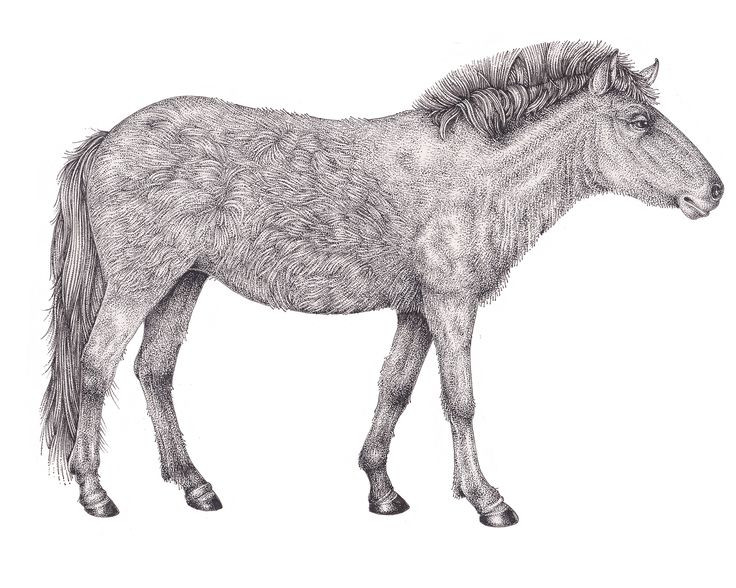  11. Ngựa hoang Tarpan (Equus ferus ferus). Nơi sống: Châu Âu. Tuyệt chủng: Cuối thế kỷ 19. Nguyên nhân: Loài ngựa hoang dã này bị săn bắt làm thực phẩm và bị giết hại vì cạnh tranh nguồn thức ăn với gia súc. Ảnh: Pinterest.