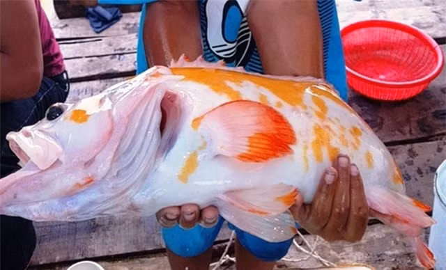 5 'quai ngu' tung lot luoi ngu dan Viet, gay chan dong-Hinh-4