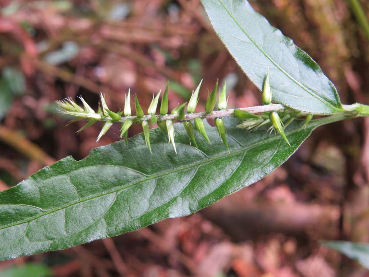 Ngưu tất (Achyranthes bidentata) cao 75 cm, được ghi nhận ở Nam Á, Đông Á và Đông Nam Á. Mọc ở bìa rừng, bờ suối và những nơi râm mát có độ ẩm cao, loài cây này được sử dụng như một vị thuốc. Hạt của chúng có thể dùng như ngũ cốc. Ảnh: Wikimedia.
