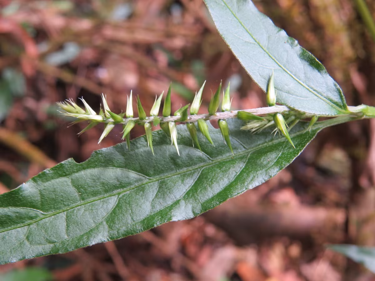 Ngưu tất (Achyranthes bidentata) cao 75 cm, được ghi nhận ở Nam Á, Đông Á và Đông Nam Á. Mọc ở bìa rừng, bờ suối và những nơi râm mát có độ ẩm cao, loài cây này được sử dụng như một vị thuốc. Hạt của chúng có thể dùng như ngũ cốc. Ảnh: Wikimedia.