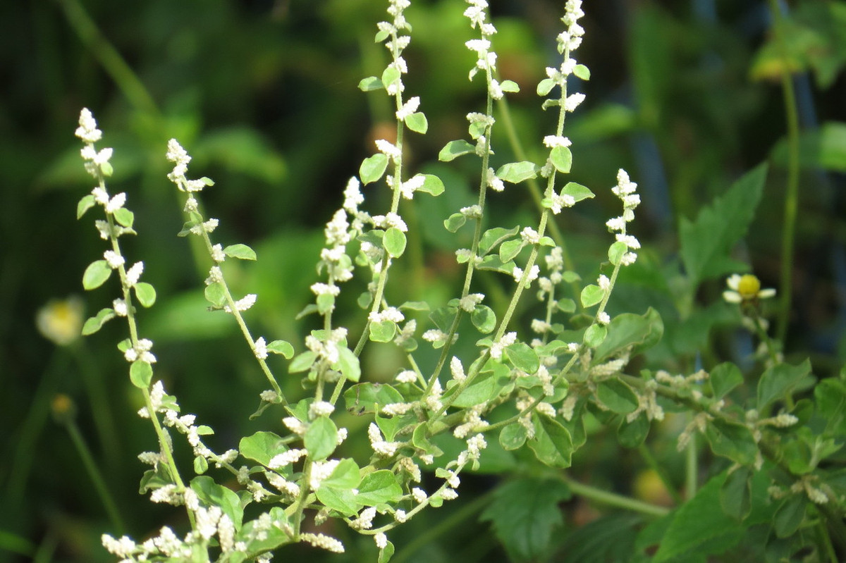 Mao vĩ lông (Aerva lanata) cao 90 cm, là cây lưu niên bản địa của các vùng nhiệt đới châu Á và châu Phi. Loài cây ăn được này thường mọc trên đất hoang và khu vực khô hạn. Hoa của chúng đôi khi được bán dưới dạng hoa khô. Ảnh: iNaturalist.