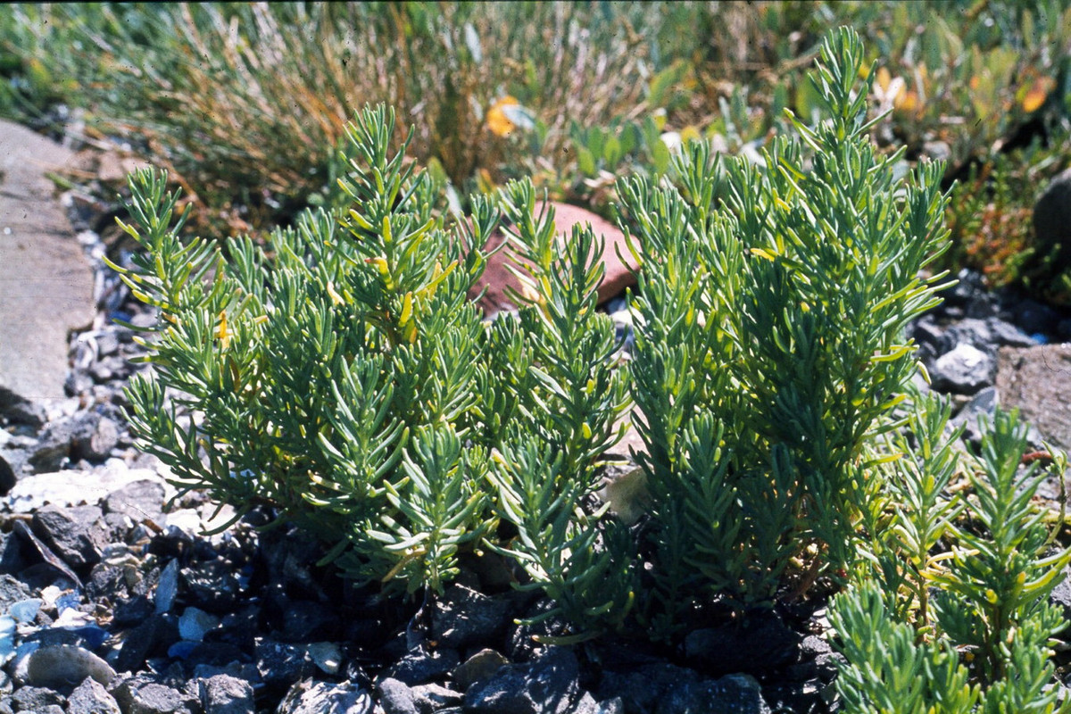 Phì diệp biển (Suaeda maritima) cao 30 cm, mọc trong các đầm lầy ngập mặn ở châu Âu cũng như một số nơi thuộc châu Á và Bắc Mỹ. Loài cây này có thể ăn như rau, và do hàm lượng muối cao nên có thể sử dụng kết hợp với các loại thực phẩm khác như một loại gia vị. Ảnh: eXtreme Plants.