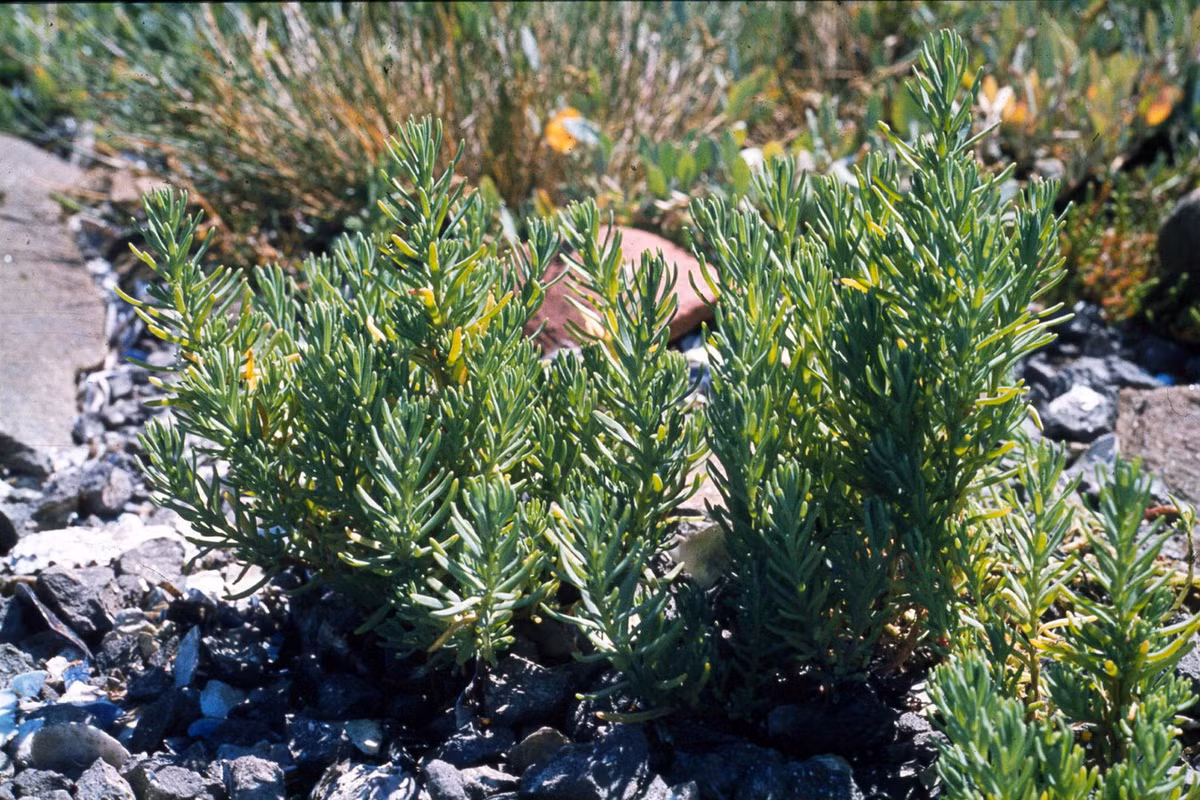 Phì diệp biển (Suaeda maritima) cao 30 cm, mọc trong các đầm lầy ngập mặn ở châu Âu cũng như một số nơi thuộc châu Á và Bắc Mỹ. Loài cây này có thể ăn như rau, và do hàm lượng muối cao nên có thể sử dụng kết hợp với các loại thực phẩm khác như một loại gia vị. Ảnh: eXtreme Plants.