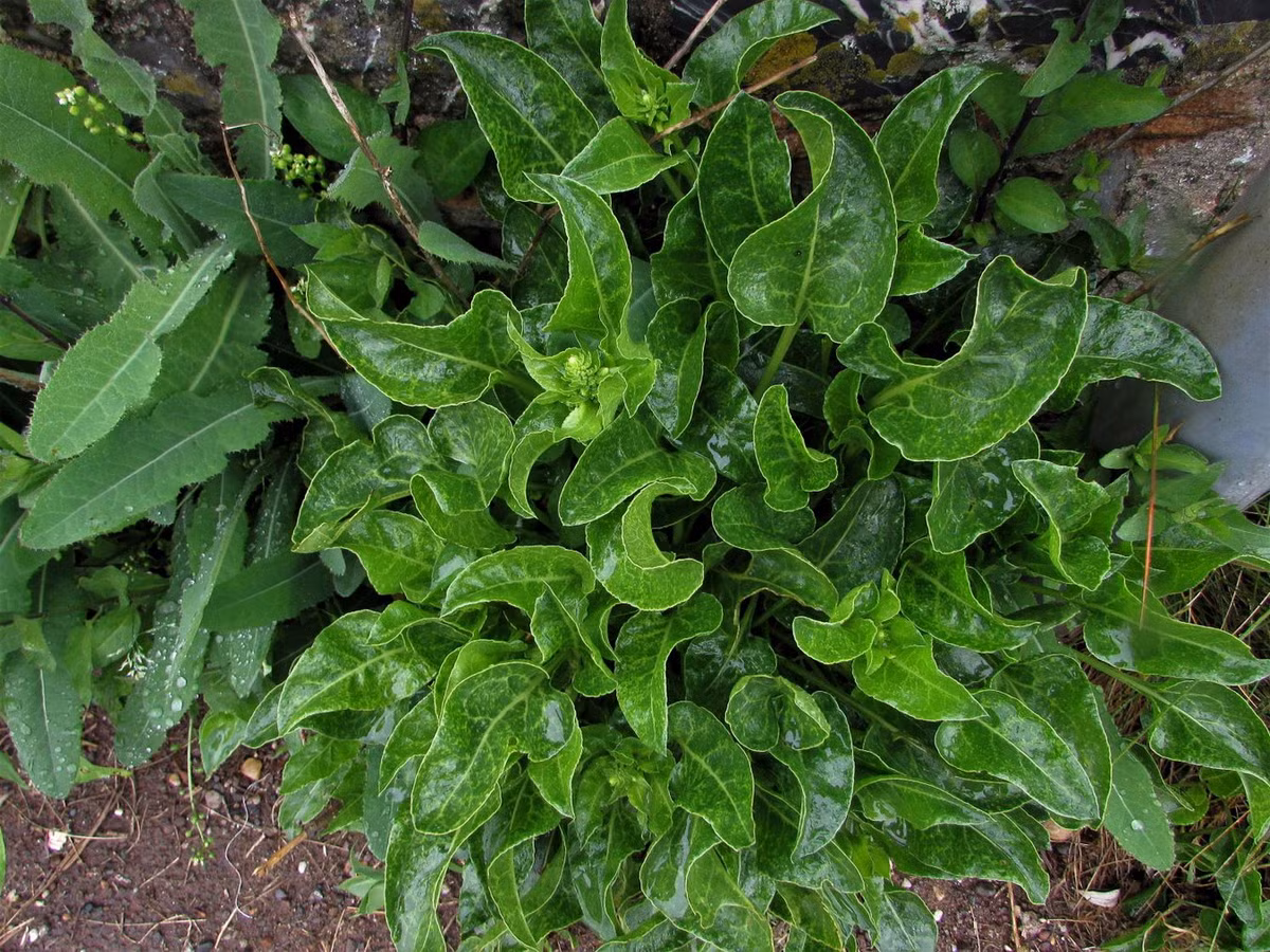 Dền củ (Beta vulgaris) cao 1,5 mét, mọc trên đất trọc sát biển ở một số nơi thuộc châu Âu, Bắc Phi và châu Á. Chúng là tổ tiên của củ cải đường. Ảnh: Wild Food UK.