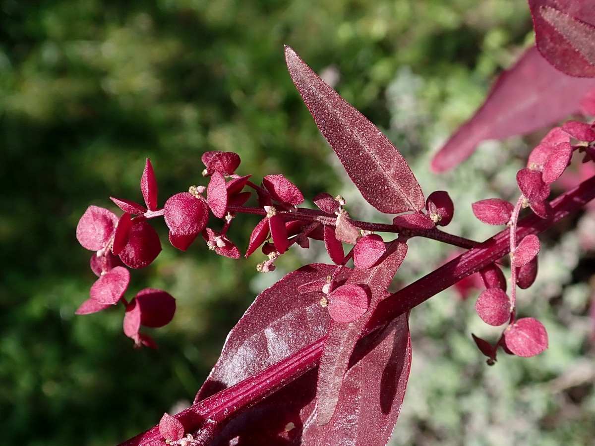 Rau sam biển (Atriplex hortensis) cao 1,2 mét, có nguồn gốc từ châu Á. Mọc trên bờ biển và các sinh cảnh nhiễm mặn, loài cây này từng được sử dụng làm rau lá phổ biến trước khi nhường vai trò này cho rau chân vịt. Ảnh: Wikipedia.