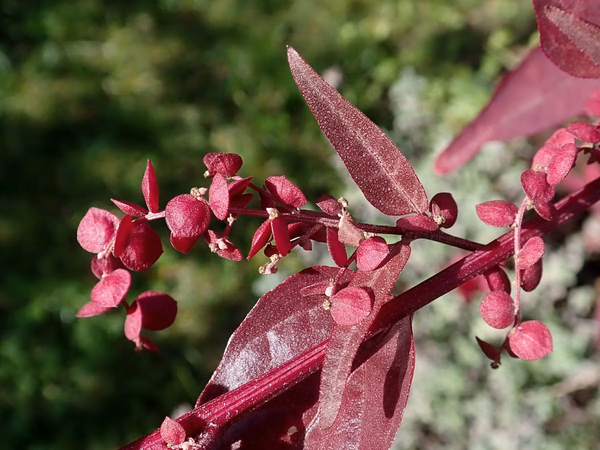 Rau sam biển (Atriplex hortensis) cao 1,2 mét, có nguồn gốc từ châu Á. Mọc trên bờ biển và các sinh cảnh nhiễm mặn, loài cây này từng được sử dụng làm rau lá phổ biến trước khi nhường vai trò này cho rau chân vịt. Ảnh: Wikipedia.