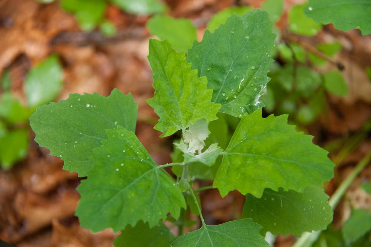 Rau chân vịt (Spinacia oleracea) cao 20-60 cm, có nguồn gốc từ Trung và Tây Nam Á. Các giống thương phẩm của loài cây này được trồng phổ biến khắp thế giới, có hình thái khác với cây hoang dã. Chúng được coi là một loại rau tốt cho sức khỏe. Ảnh: Backyard Forager.