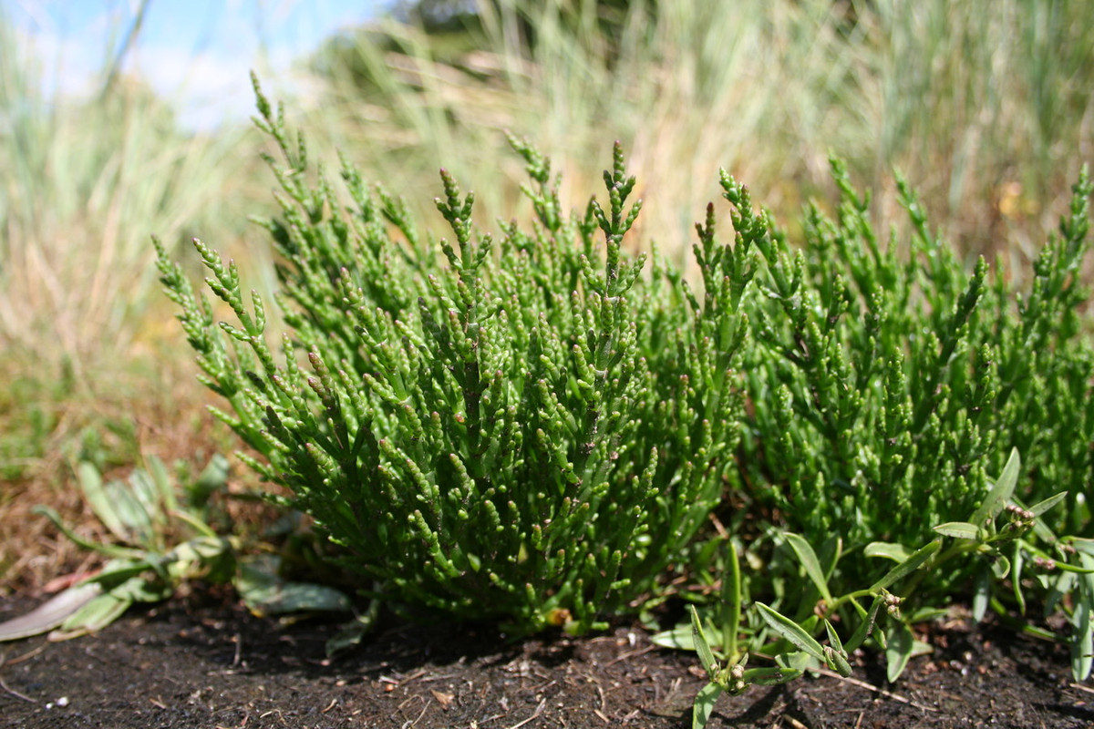 Diêm giác châu Âu (Salicornia europaea) cao 30 cm, phân bố ở châu Âu. Thân mọng nước của loài cây mọc trong đầm lầy bùn ngập mặn này có thể dùng làm rau ăn. Ảnh: Wikipedia.
