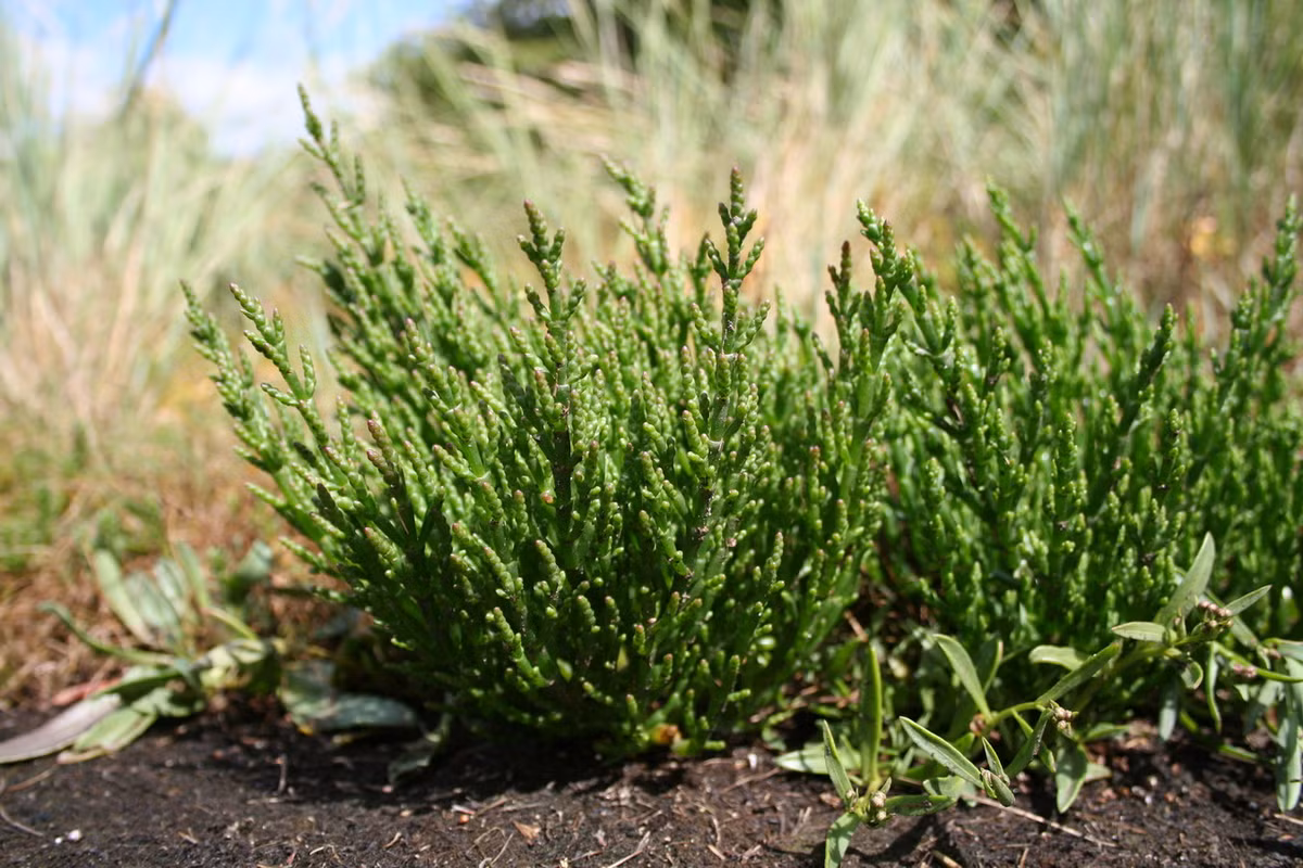 Diêm giác châu Âu (Salicornia europaea) cao 30 cm, phân bố ở châu Âu. Thân mọng nước của loài cây mọc trong đầm lầy bùn ngập mặn này có thể dùng làm rau ăn. Ảnh: Wikipedia.