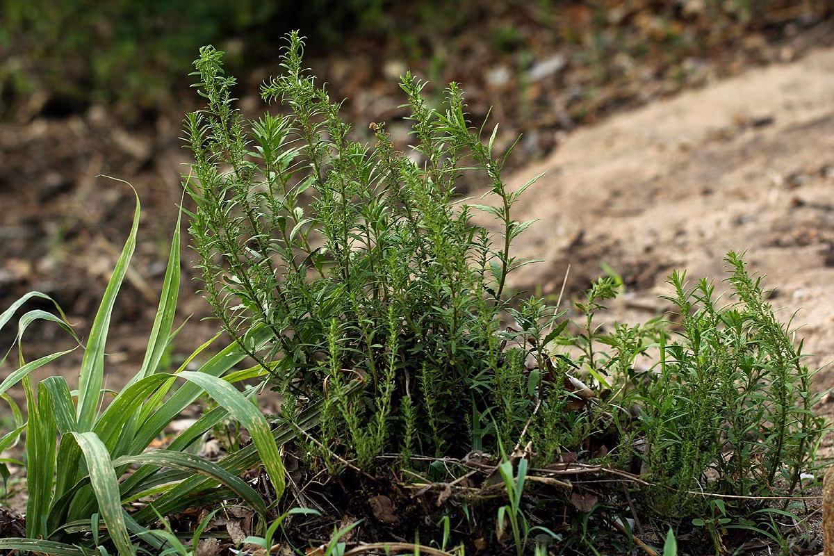 Dầu giun (Dysphania ambrosioides) cao 1 mét, mọc trên đất canh tác và đất hoang ở vùng nhiệt đới châu Mỹ. Loài cây tuổi thọ ngắn này có mùi thơm dễ chịu nên được dùng làm gia vị và để ướp trà. Ảnh: Flora of Malawi.