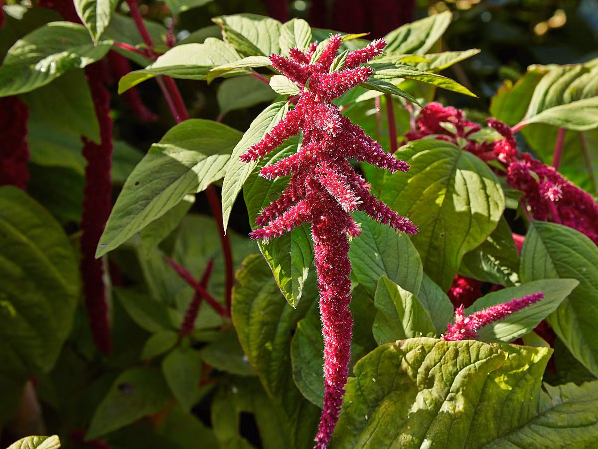 Dền đuôi chồn (Amaranthus caudatus) cao 2,5 mét, có nguồn gốc từ Nam Mỹ. Loài thực vật ăn được này sống ở nhiều sinh cảnh khác nhau và được cư dân địa phương dùng làm thực phẩm từ thời cổ đại. Ảnh: Wikimedia.