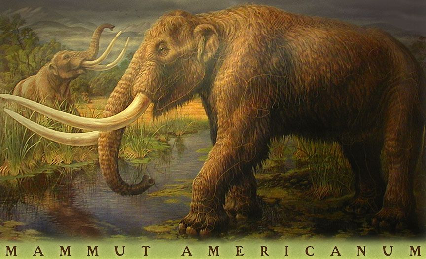  6. Voi răng mấu (Mastodon). Voi răng mấu là loài voi cổ xưa có răng cửa dạng mấu, thích nghi với việc nghiền cây cỏ và lá cây. Chúng cao khoảng 2,5-3 mét và nặng từ 5-7 tấn. Ảnh: Pinterest.