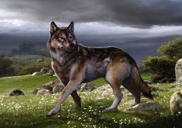  7. Sói khổng lồ (Canis dirus). Sói khổng lồ là một loài sói lớn hơn sói xám hiện đại, dài khoảng 1,5 mét và nặng khoảng 50-80 kg, với hàm răng mạnh mẽ, cơ thể cơ bắp. Chúng săn con mồi lớn như voi ma-mút và bò rừng. Ảnh: Pinterest.