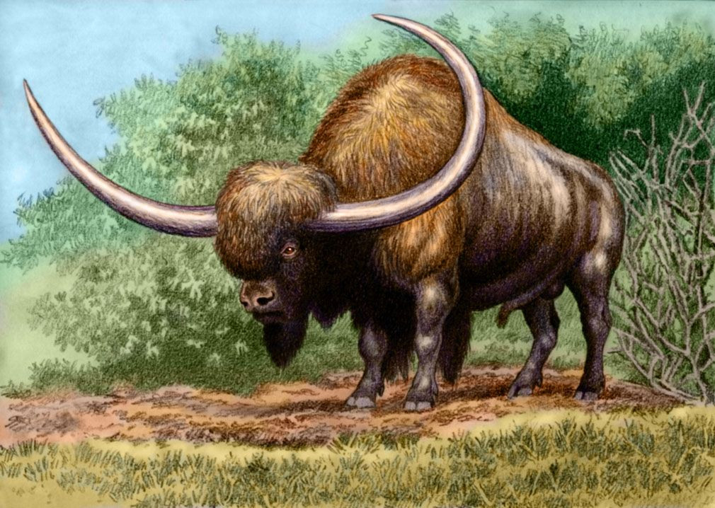 8. Bò rừng khổng lồ (Bison latifrons). Đây là một loài bò rừng khổng lồ có sừng dài và to hơn bò rừng bison ngày nay. Chúng cao khoảng 2,5 mét ở vai và nặng tới 2 tấn, sừng có thể dài đến 2 mét. Ảnh: Pinterest.