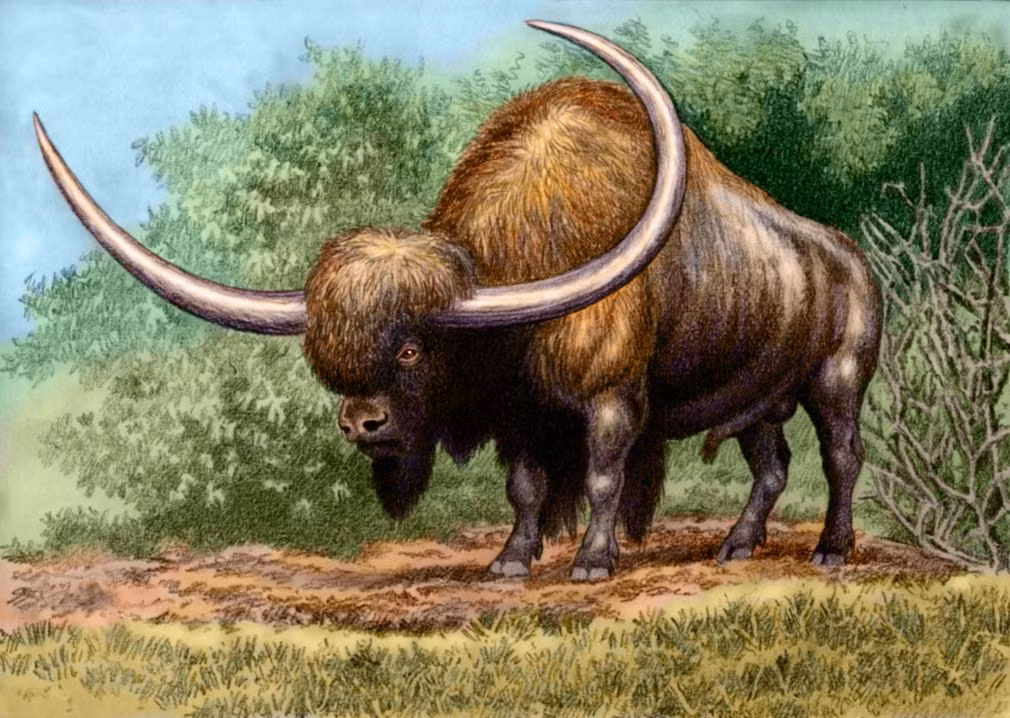  8. Bò rừng khổng lồ (Bison latifrons). Đây là một loài bò rừng khổng lồ có sừng dài và to hơn bò rừng bison ngày nay. Chúng cao khoảng 2,5 mét ở vai và nặng tới 2 tấn, sừng có thể dài đến 2 mét. Ảnh: Pinterest.
