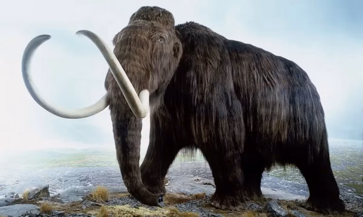  1. Voi ma-mút lông xoăn (Mammuthus primigenius), Đây là một loài voi khổng lồ, cao khoảng 3-4 mét và nặng từ 6 đến 8 tấn, được bao phủ bởi lớp lông dày, giúp chúng tồn tại trong điều kiện lạnh giá. Mamut có ngà cong dài và là loài tiêu biểu của thời kỳ Băng hà. Ảnh: Pinterest.