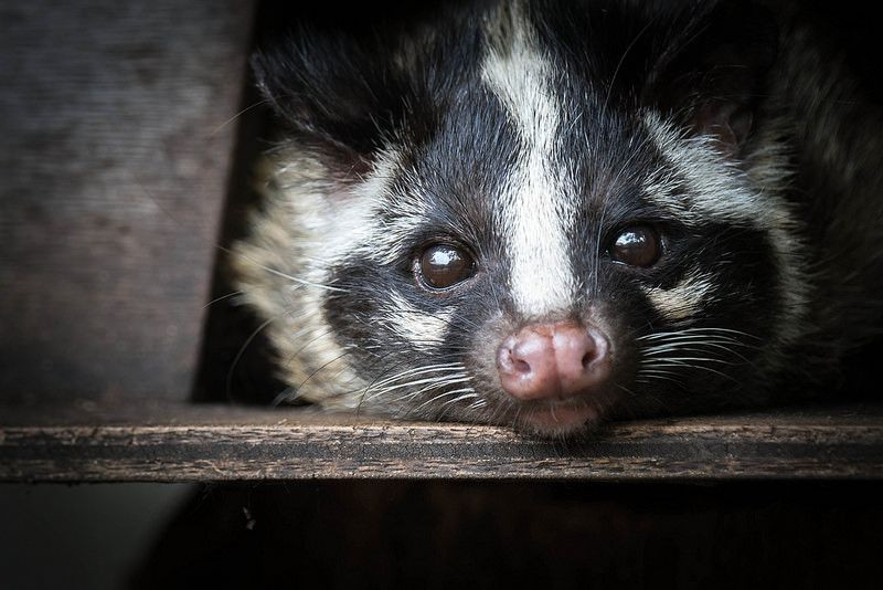 Con đực có tuyến xạ giữa hậu môn và bộ phận sinh dục ngoài. Ảnh: Pinterest.