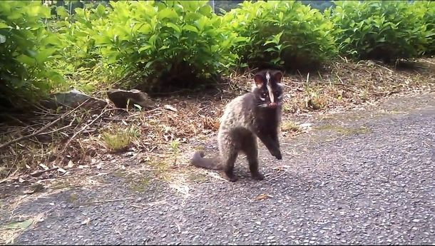 Số lượng cầy vòi mốc ở nước ta hiện nay không còn nhiều. Việc khai thác rừng thiếu kiểm soát ở nước ta đang dẫn đến tình trạng mất nơi sống của chúng. Ảnh: Pinterest.