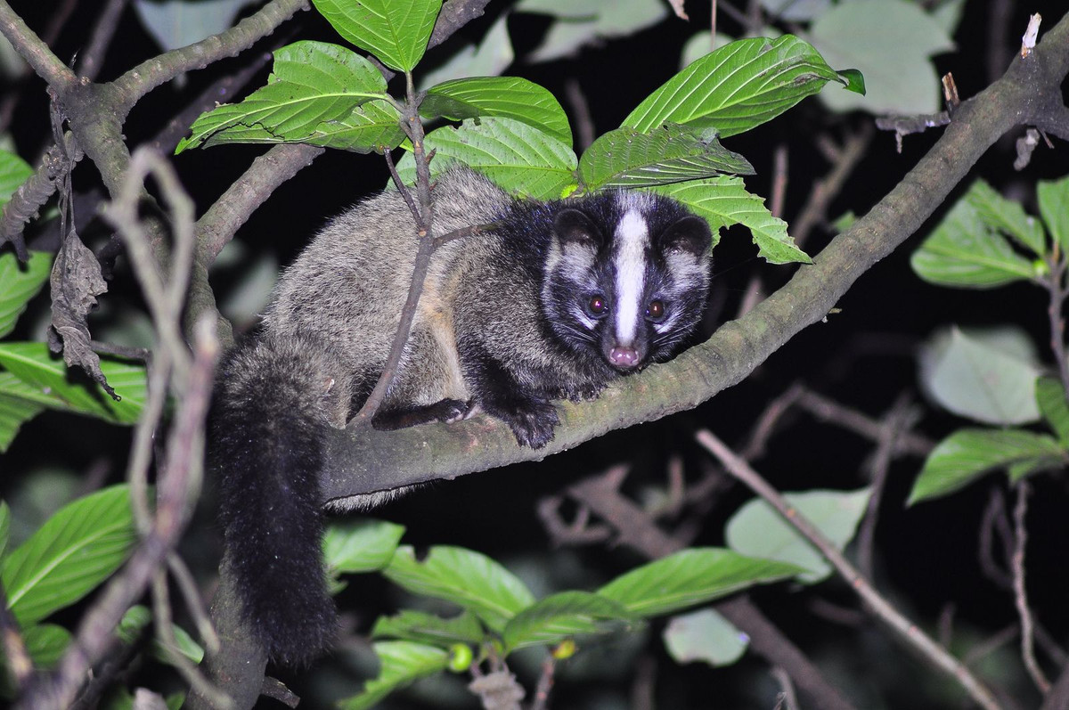 Cầy mẹ làm tổ đẻ cẩn thận trong các hốc cây. Con đẻ ra yếu, chưa mở mắt. Ảnh: Pinterest.