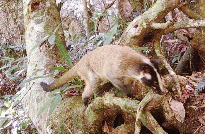 Tại Khu bảo tồn thiên nhiên Pù Hoạt (Nghệ An), các cán bộ kiểm lâm vừa công bố loạt ảnh ghi nhận sự tồn tại của nhiều loài động vật quý hiếm qua bẫy ảnh kỹ thuật số. Trong số các loài động vật "dính" bẫy ảnh, có loài cầy vòi mốc. Ảnh: Khu BTTN Pù Hoạt.