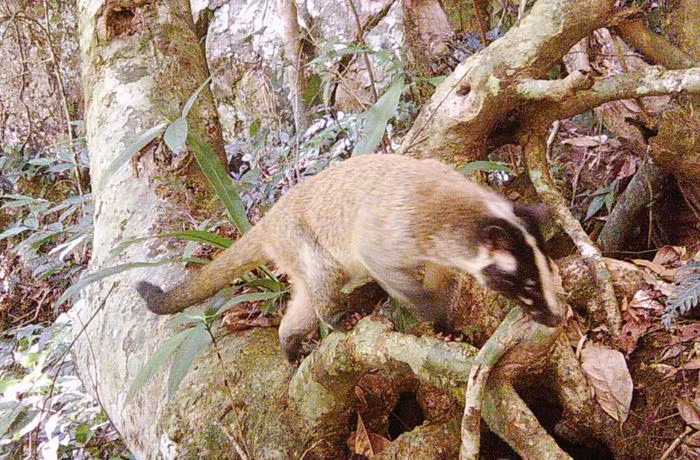 Tại Khu bảo tồn thiên nhiên Pù Hoạt (Nghệ An), các cán bộ kiểm lâm vừa công bố loạt ảnh ghi nhận sự tồn tại của nhiều loài động vật quý hiếm qua bẫy ảnh kỹ thuật số. Trong số các loài động vật "dính" bẫy ảnh, có loài cầy vòi mốc. Ảnh: Khu BTTN Pù Hoạt.