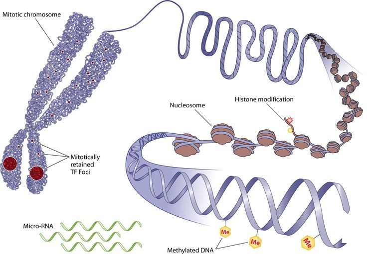  11. Các mã gien không mã hóa (Non-coding DNA). Một phần lớn của ADN trong cơ thể chúng ta không mã hóa bất kỳ protein nào, và khoa học vẫn chưa hiểu hết vai trò của những đoạn ADN này. Ảnh: Pinterest.