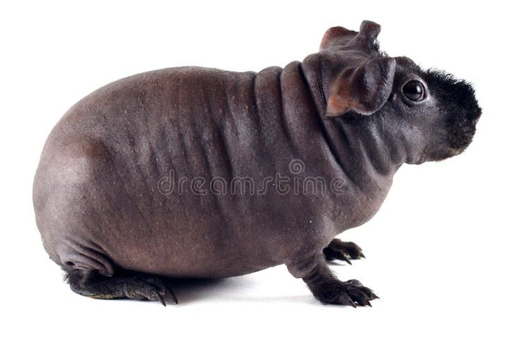  14. Chuột lang Skinny. Nguồn gốc: Canada. Đặc điểm: Đây là một giống chuột lang chỉ có lông ở chân và mõm, được nuôi như thú cưng phổ biến. Ảnh: Pinterest.