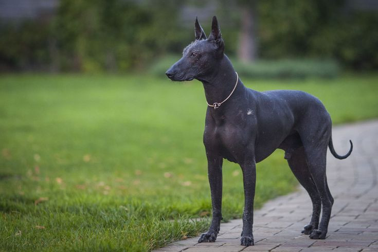  2. Chó Xoloitzcuintli. Nguồn gốc: Mexico. Đặc điểm: Giống chó cổ xưa này có 3 kích cỡ (tiểu, trung, đại) và có thể có lông hoặc không lông. Kiểu không lông nổi tiếng với làn da mịn màng. Ảnh: Pinterest.