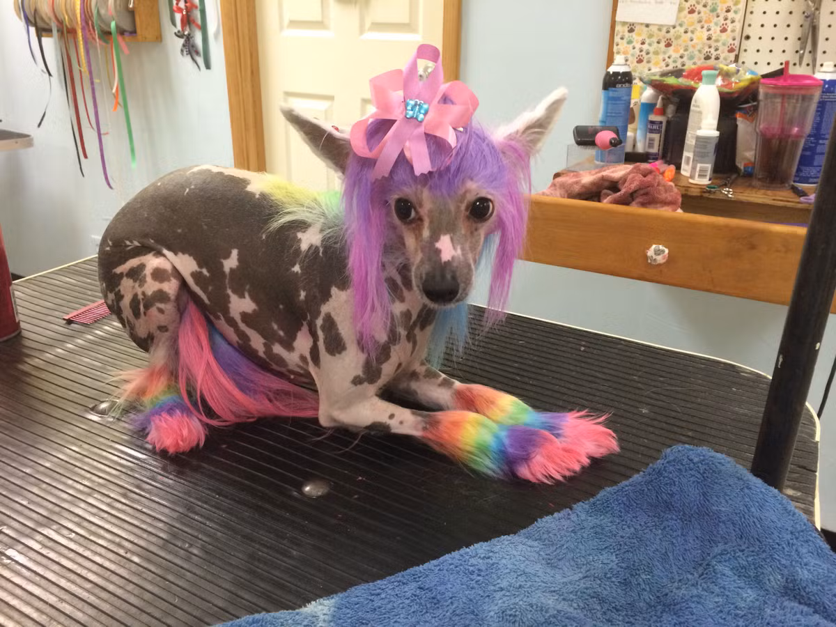  3. Chó Chinese Crested. Nguồn gốc: Trung Quốc. Đặc điểm: Giống chó này có 2 biến thể: không lông và có lông. Phiên bản không lông chỉ có lông ở đầu, chân và đuôi, còn lại là trụi lông. Ảnh: Pinterest.