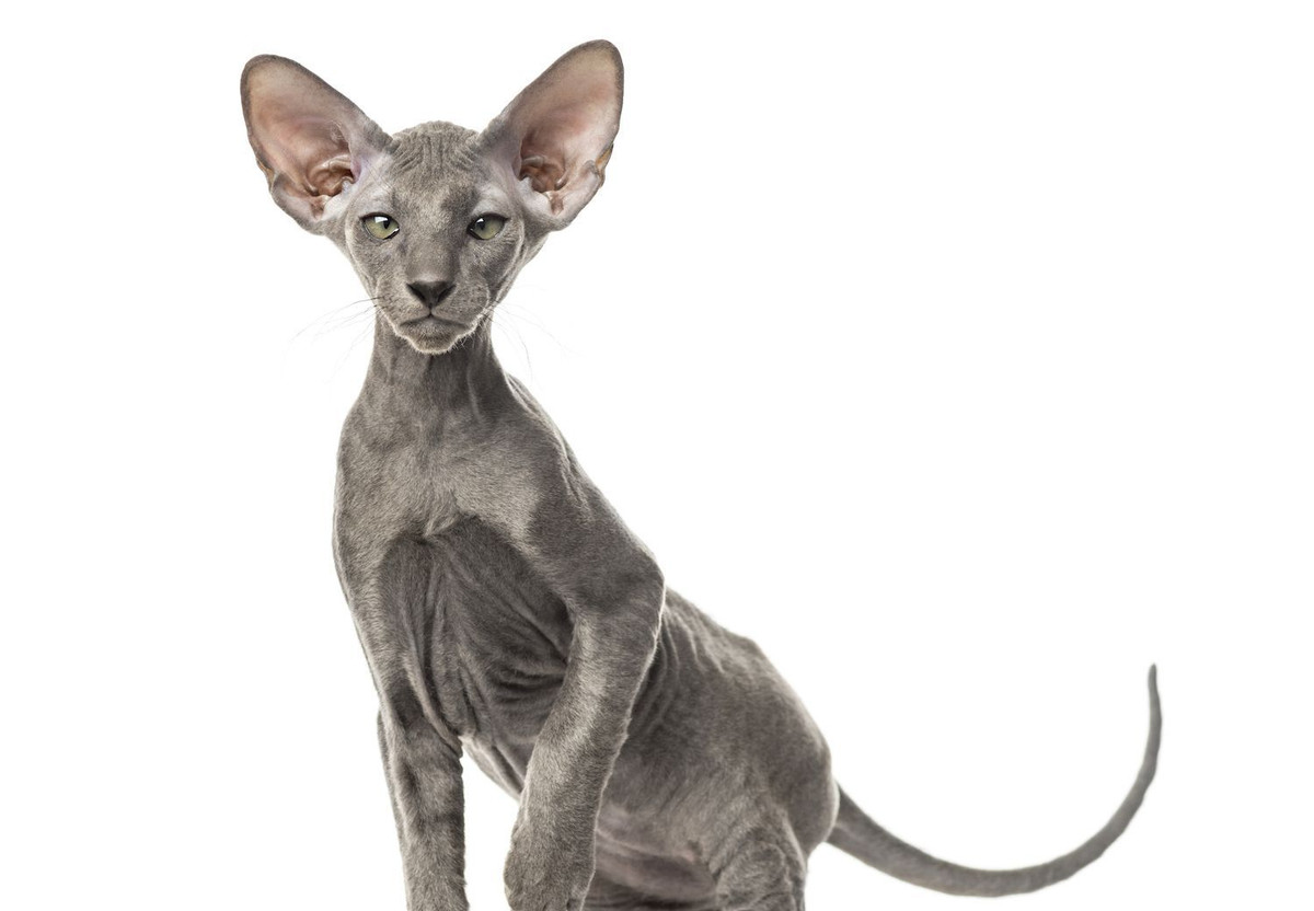  4. Mèo Peterbald. Nguồn gốc: Nga. Đặc điểm: Giống mèo này có thể có nhiều mức độ trụi lông khác nhau, từ da hoàn toàn trụi đến da mịn màng. Chúng rất thông minh và hòa đồng. Ảnh: Pinterest.