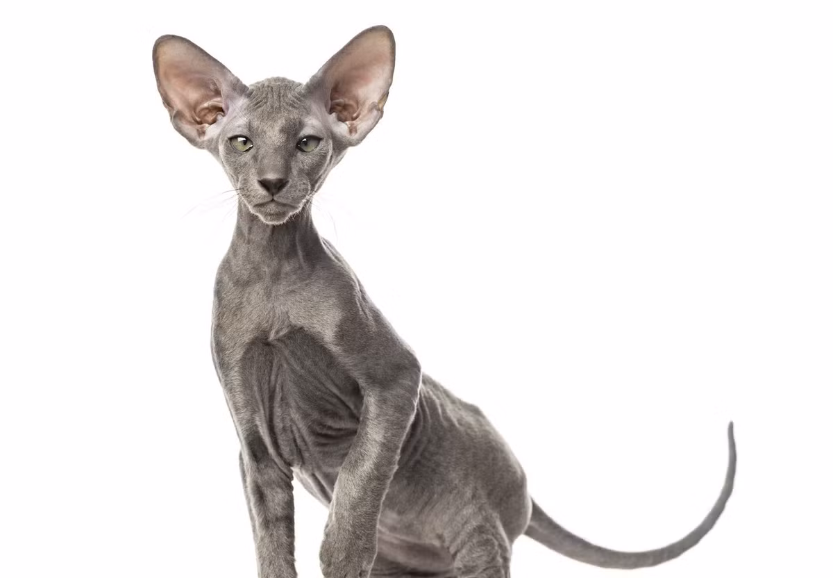  4. Mèo Peterbald. Nguồn gốc: Nga. Đặc điểm: Giống mèo này có thể có nhiều mức độ trụi lông khác nhau, từ da hoàn toàn trụi đến da mịn màng. Chúng rất thông minh và hòa đồng. Ảnh: Pinterest.