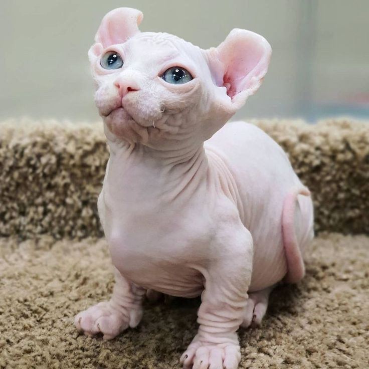  9. Mèo Elf. Nguồn gốc: Hoa Kỳ. Đặc điểm: Là kết quả lai tạo giữa giống Sphynx và mèo American Curl, mèo Elf có đôi tai cong đặc trưng và không có lông. Ảnh: Pinterest.