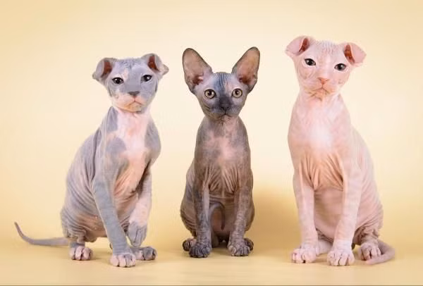  11. Mèo Levkoy. Nguồn gốc: Ukraine. Đặc điểm: Đây là một giống mèo trụi lông với tai gấp, có tính cách thân thiện và thông minh. Chúng được lai tạo giữa mèo Donskoy và Scottish Fold. Ảnh: Pinterest.