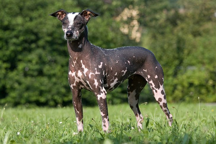  5. Chó Peruvian Inca Orchid. Nguồn gốc: Peru. Đặc điểm: Giống chó này có cả dạng có lông và không lông. Dạng không lông thường có các vết đốm trên cơ thể. Ảnh: Pinterest.