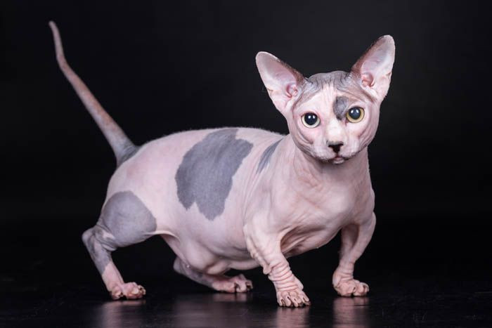  15. Mèo Bambino. Nguồn gốc: Hoa Kỳ. Đặc điểm: Là sự kết hợp giữa giống mèo Sphynx và mèo Munchkin, mèo Bambino có và chân ngắn và không lông. Chúng rất dễ thương và thân thiện. Ảnh: Pinterest.