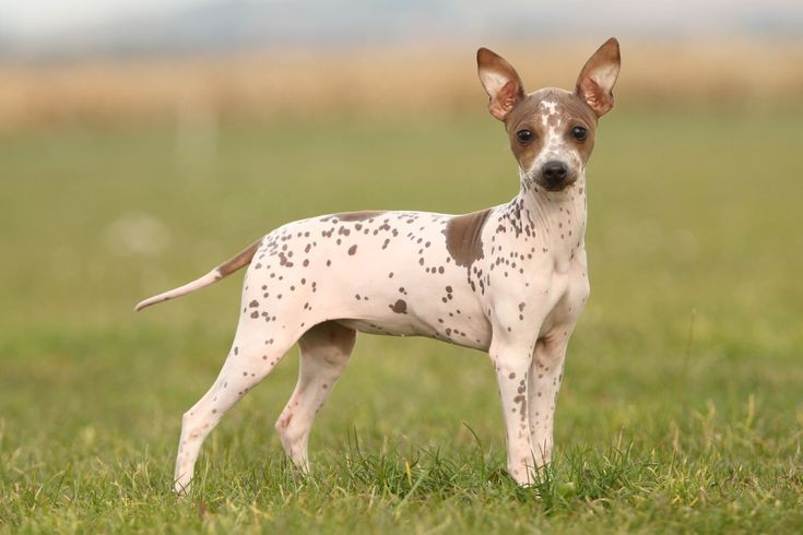  8. Chó American Hairless Terrier. Nguồn gốc: Hoa Kỳ. Đặc điểm: Giống chó này không lông, da nhẵn mịn, nhỏ nhắn và rất năng động. Ảnh: Pinterest.