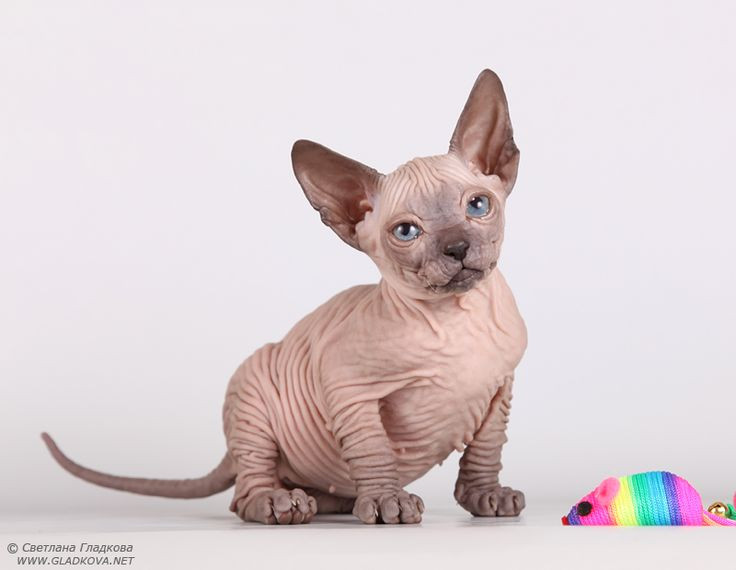  6. Mèo Donskoy. Nguồn gốc: Nga. Đặc điểm: Còn được gọi là Don Sphynx, giống mèo này có làn da không lông, nhăn nheo, và có tính cách tình cảm, hiếu động. Ảnh: Pinterest.