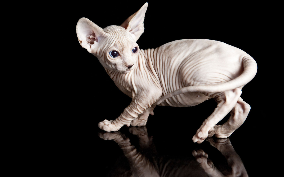  1. Mèo Sphynx. Nguồn gốc: Canada. Đặc điểm: Giống mèo không lông với làn da nhăn nheo, mịn màng và đôi mắt to. Chúng có tính cách thân thiện, hiếu động và rất tình cảm. Ảnh: Pinterest.