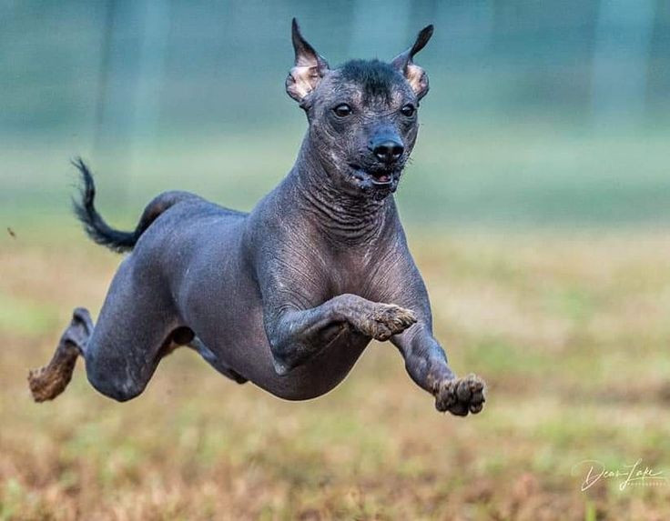  12. Chó Ecuadorian Hairless. Nguồn gốc: Ecuador. Đặc điểm: Giống chó này rất hiếm và là biến thể của giống chó không lông Peru. Chúng có cơ thể hoàn toàn không lông. Ảnh: Pinterest.