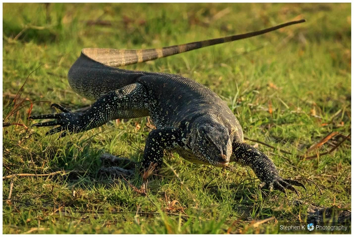  8. Kỳ đà vân (Varanus bengalensis). Kỳ đà vân là một trong những loài thằn lằn lớn nhất thế giới, với thân hình dài và đuôi khỏe. Chúng sống ở vùng đồng bằng và khu vực có nhiều nước như rừng ngập mặn. Ảnh: Pinterest.