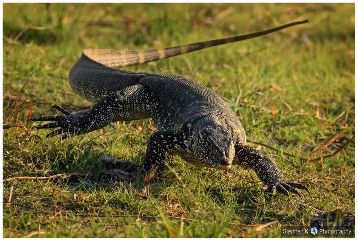  8. Kỳ đà vân (Varanus bengalensis). Kỳ đà vân là một trong những loài thằn lằn lớn nhất thế giới, với thân hình dài và đuôi khỏe. Chúng sống ở vùng đồng bằng và khu vực có nhiều nước như rừng ngập mặn. Ảnh: Pinterest.