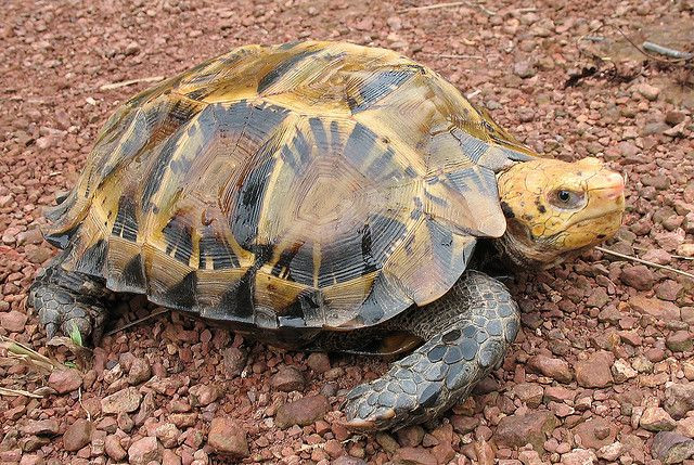  10. Rùa núi viền (Manouria impressa). Đây là loài rùa cạn lớn với mai màu vàng và hình dáng góc cạnh độc đáo, sống chủ yếu ở các vùng núi cao và rừng rậm của Việt Nam. Đôi khi chúng được gọi là rùa "xe tăng" do ngoại hình của mình. Ảnh: Pinterest.