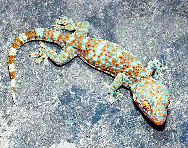  6. Tắc kè (Gekko gecko). Loài thằn lằn này có thân màu xanh với các đốm đỏ, cam sặc sỡ. Chugns thường phát ra tiếng kêu đặc trưng "tắc kè" và sống trong các khu vực nhiều cây cối, nhưng đôi khi cũng xuất hiện ở trong nhà dân. Ảnh: Pinterest.