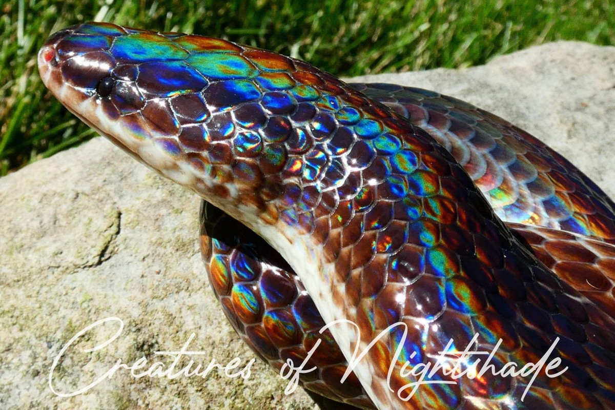  7. Rắn mống (Xenopeltis unicolor). Loài rắn này có lớp da lấp lánh màu cầu vồng, đặc biệt khi có ánh sáng chiều vào. Rắn mống không có nọc độc và sống chủ yếu dưới lòng đất hoặc trong rừng ẩm. Ảnh: Pinterest.